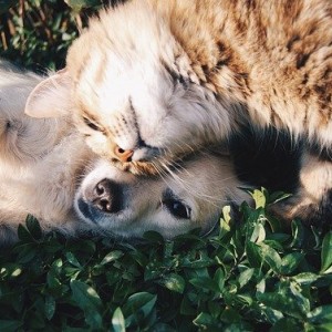 CBD for Pets